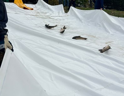 poribljavanje (10).jpeg